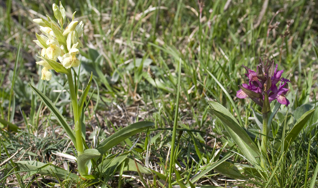 Orchidee dal Passo del Biscia.